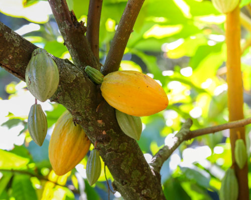 Cocoa fruits hanging in the tree in the forest