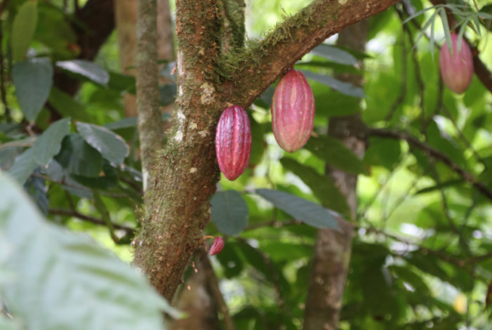 What You Probably Did Not Know About Cocoa!